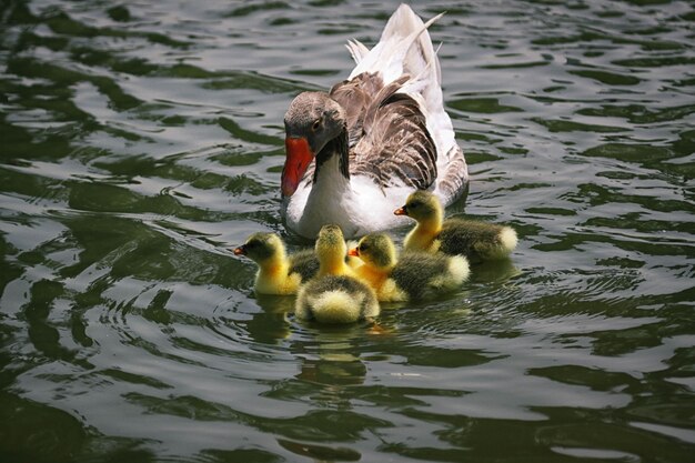 Photo des oies nagent dans le lac.