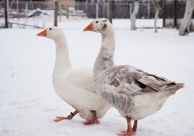 Photo oies sur la neige