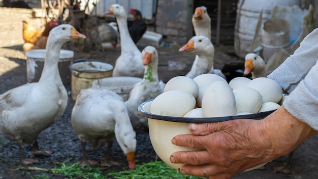 Oies et oeufs dans un bol