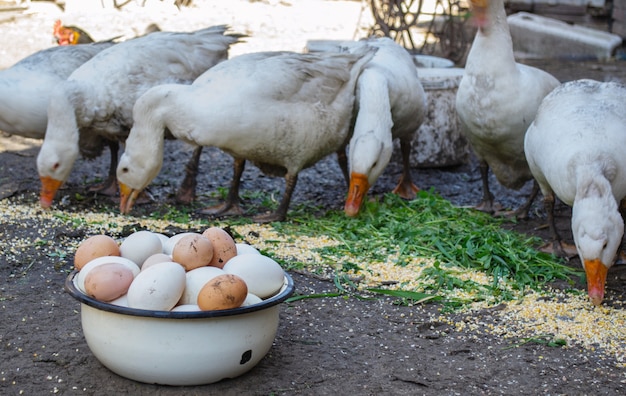 Oies et oeufs dans un bol