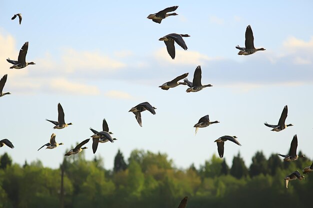 oies oiseaux migrateurs de printemps dans le champ, fond de paysage de printemps