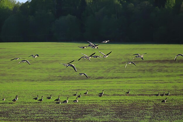 oies oiseaux migrateurs de printemps dans le domaine, fond de paysage de printemps