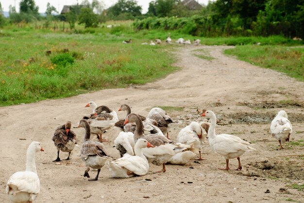 Les oies paissent sur une route de campagne