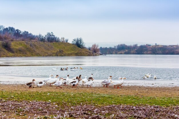 Oies sur la rive par temps nuageux