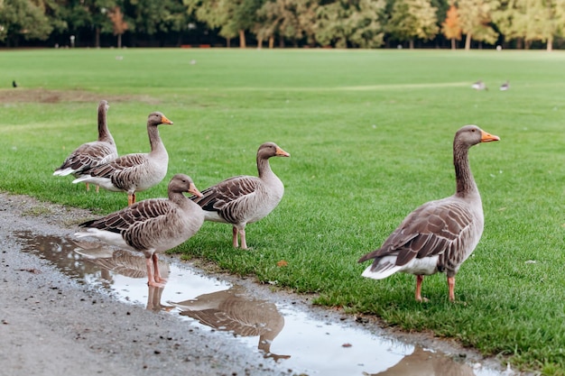 Oies sauvages lors d'une promenade dans le parc Oies grises