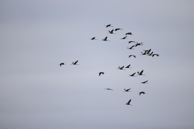 oies troupeau contre le ciel liberté la faune oiseaux