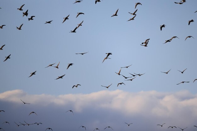 oies troupeau contre le ciel liberté la faune oiseaux