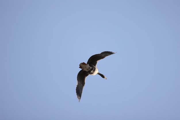 oies troupeau contre le ciel liberté la faune oiseaux