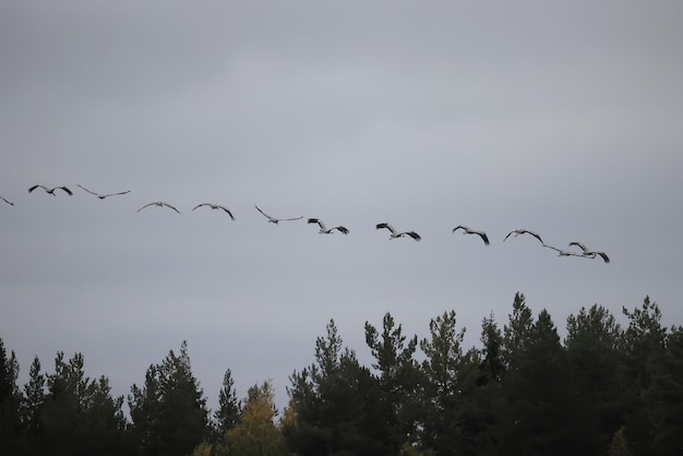 oies troupeau contre le ciel liberté la faune oiseaux