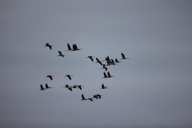 oies troupeau contre le ciel liberté la faune oiseaux