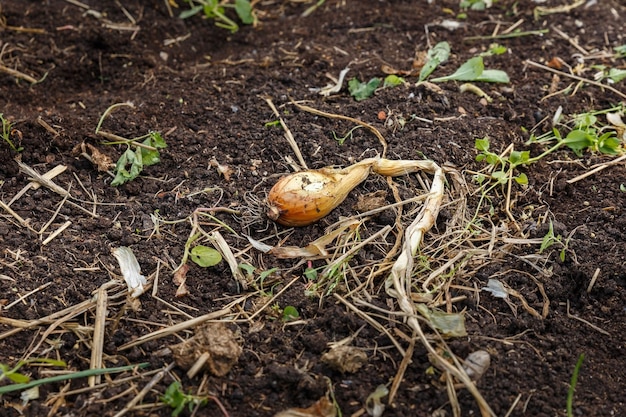 Photo un oignon allongé sur le sol dans le jardin récolte d'oignons
