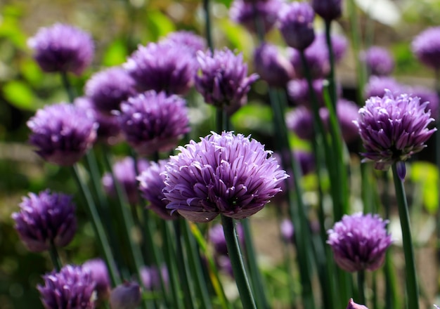 L'oignon ou la ciboulette est une plante herbacée vivace nom latin Allium schoenoprasum ciboulette bow