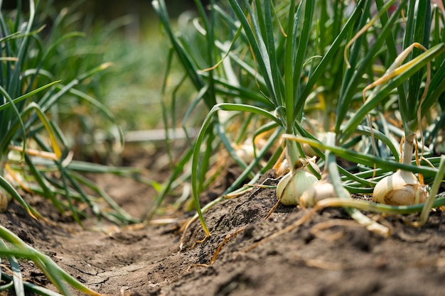 L&#39;oignon est cultivé sur le sol dans les parcelles