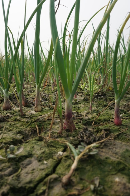 L'oignon est produit sur des terres agricoles. Les plants d'oignon sont appelés gutti Bangladesh