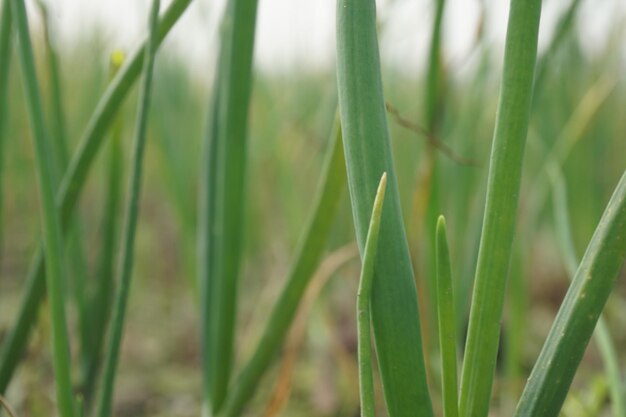 L'oignon est produit sur des terres agricoles. Les plants d'oignon sont appelés gutti Bangladesh