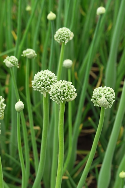 l'oignon fleurit dans le jardin de la ferme maraîchère cultivant des graines d'oignon