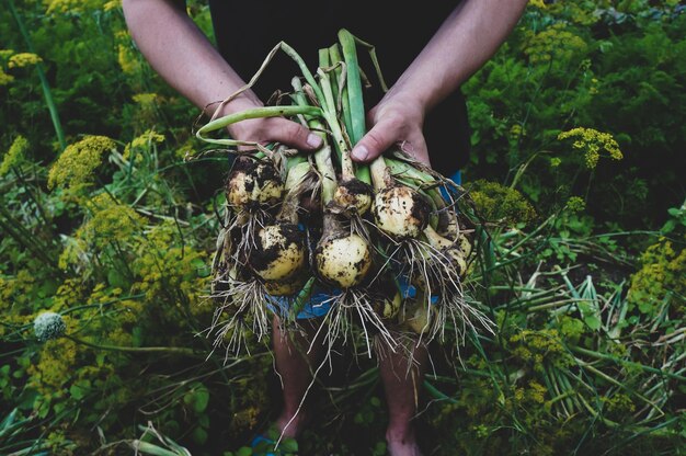 Oignon frais du sol Agriculteur cueillant des légumes produits biologiques récoltés dans le concept d'agriculture biologique du jardin