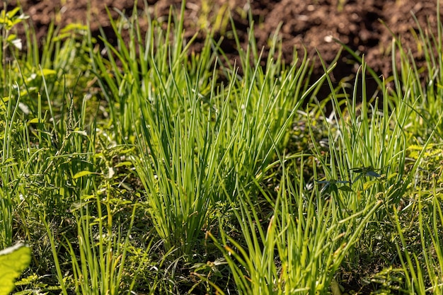 Oignon gallois Usine de l'espèce Allium fistulosum