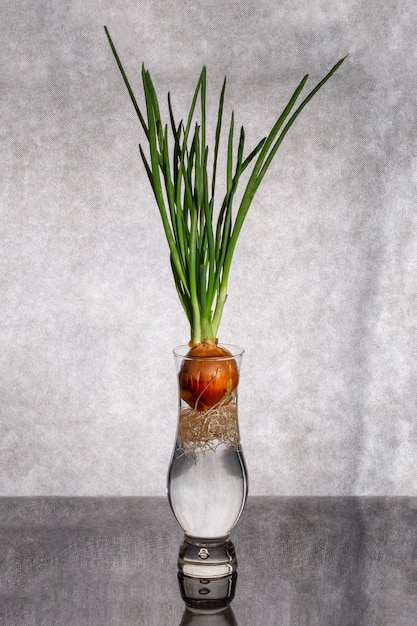 Oignon germé dans un vase en verre sur fond gris