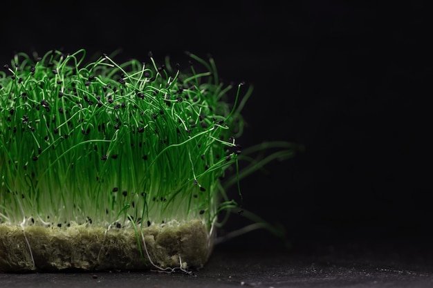 L'oignon micro de plante verte fraîche se développe sur un fond noir