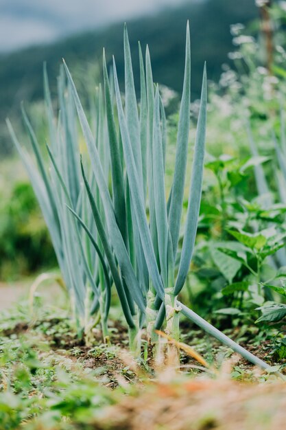 Oignon de printemps biologique en croissance