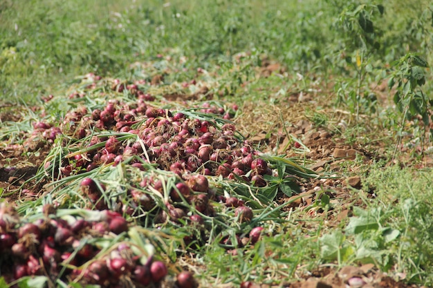 Oignon sur terre dans une ferme