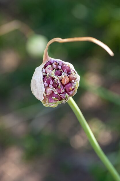 Oignon vert qui fleurit dans le jardin