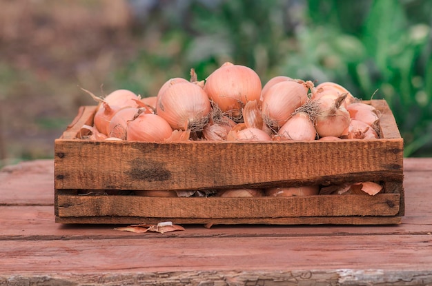 Oignons dans une boîte sur un fond en bois