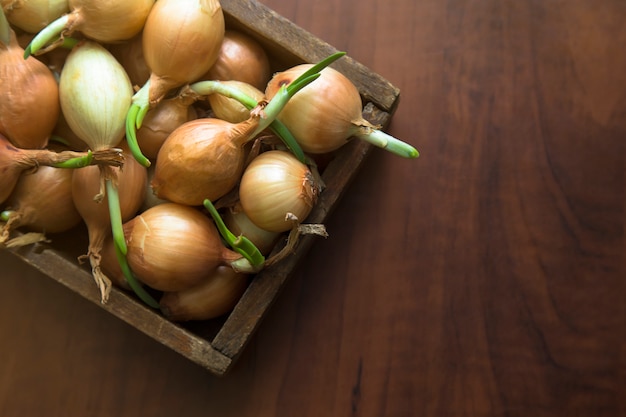 Oignons germés dans une boîte en bois