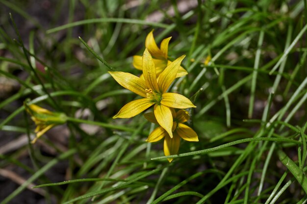 Oignons d'oie qui fleurissent sur le sol