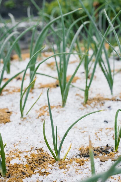 Les oignons poussent en été dans le jardin. La grêle est tombée sur le lit d'oignons