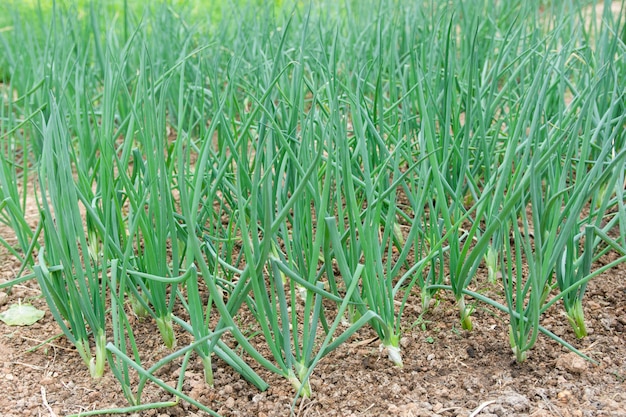 Oignons de printemps dans le jardin