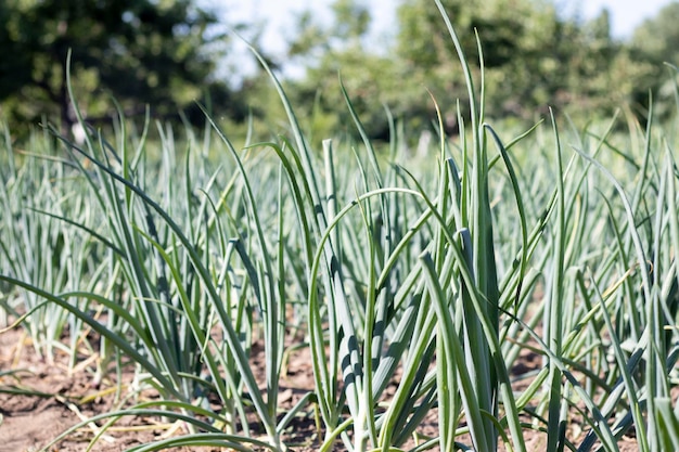 Les oignons sont cultivés sur le sol en parcelles Rangées sur le terrain dans le jardin agricole Paysage en été