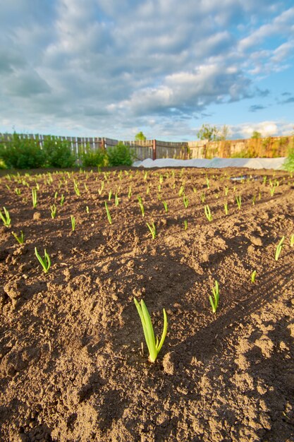 Oignons verts dans le jardin