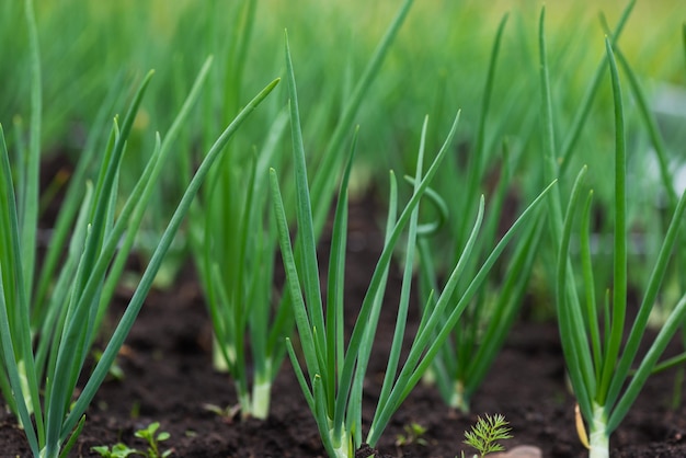 Oignons verts dans un lit de jardin dans un jardin de village mise au point sélective