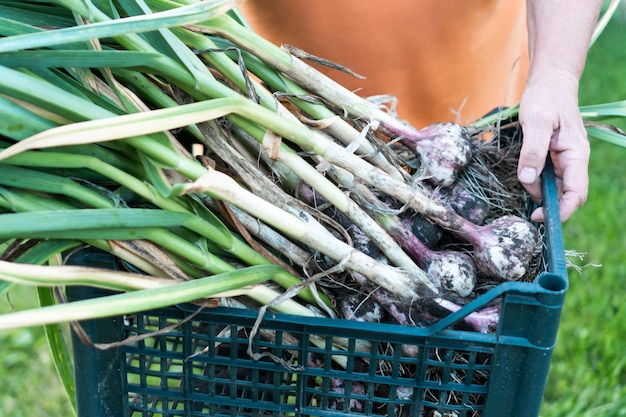 Oignons verts fraîchement cueillis avec des plumes épaisses libre Mains de personne détiennent un panier en plastique bleu plein d'oignons mûrs