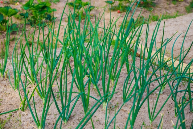 Les oignons verts poussent sur le sol en rangée