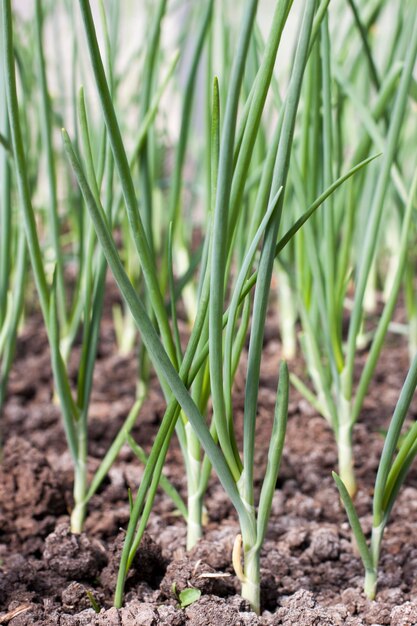 Oignons verts précoces dans le jardin