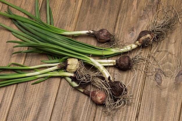 Oignons verts avec racines et terre