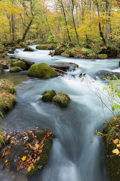 Photo oirase stream à l'automne du japon