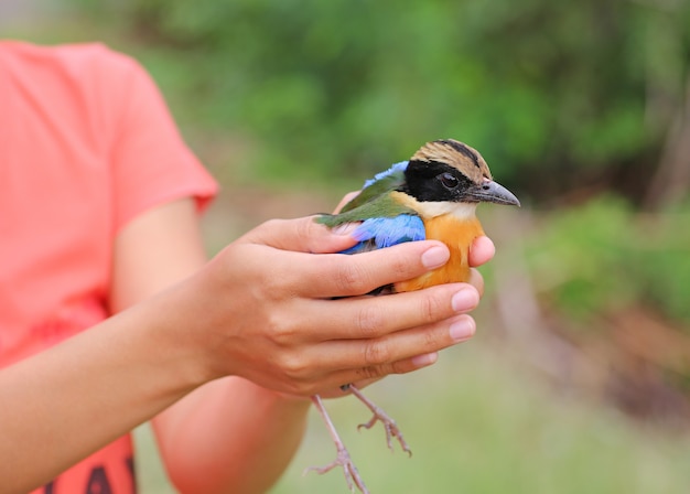 Oiseau abandonner, oiseau dans les mains de dame