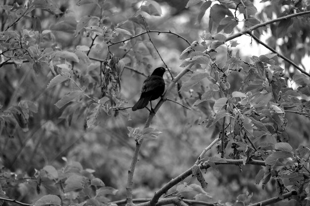 Photo un oiseau accroché à un arbre