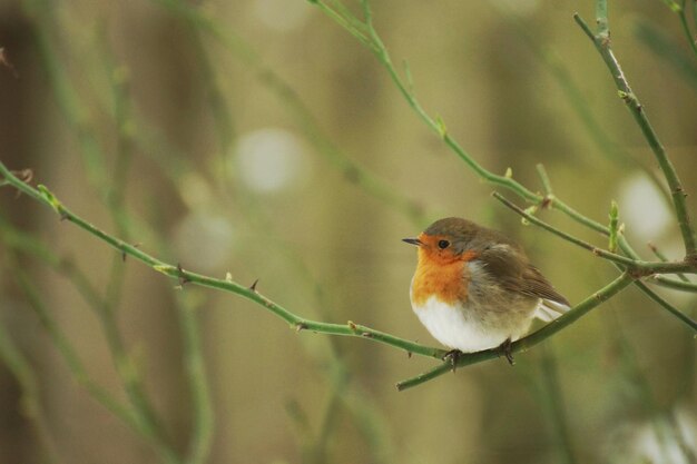 Un oiseau accroché à une brindille