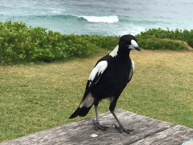 Photo l'oiseau affamé