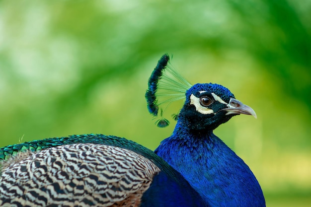 Photo oiseau africain sauvage gros plan du paon mignon, grand oiseau aux couleurs vives sur un arrière-plan flou