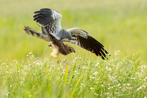 un oiseau avec une aile qui a le mot dessus