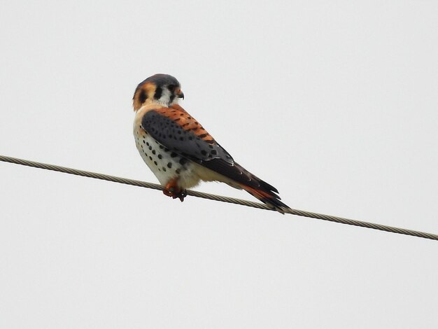 Photo un oiseau avec une aile rouge et blanche