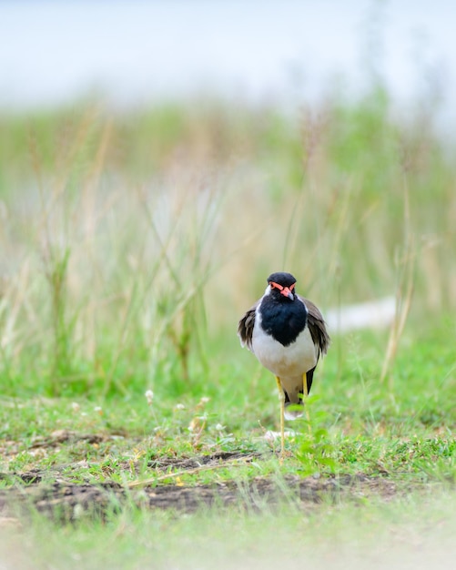 Photo oiseau à ailes rouges regardant la caméra en gros plan photographie de portrait oiseau à àiles se reposant sur la prairie herbeuse le matin frais