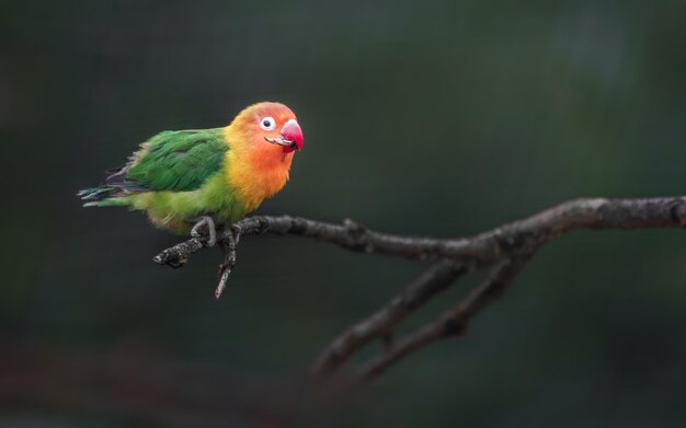 L'oiseau d'amour de Fischers