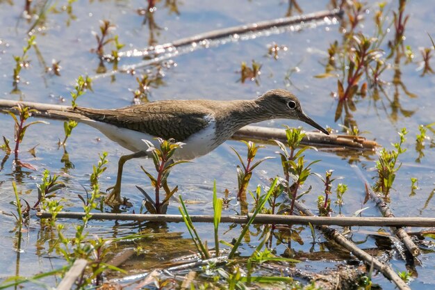 Oiseau aquatique bécasseau commun (Actitis hypoleucos)